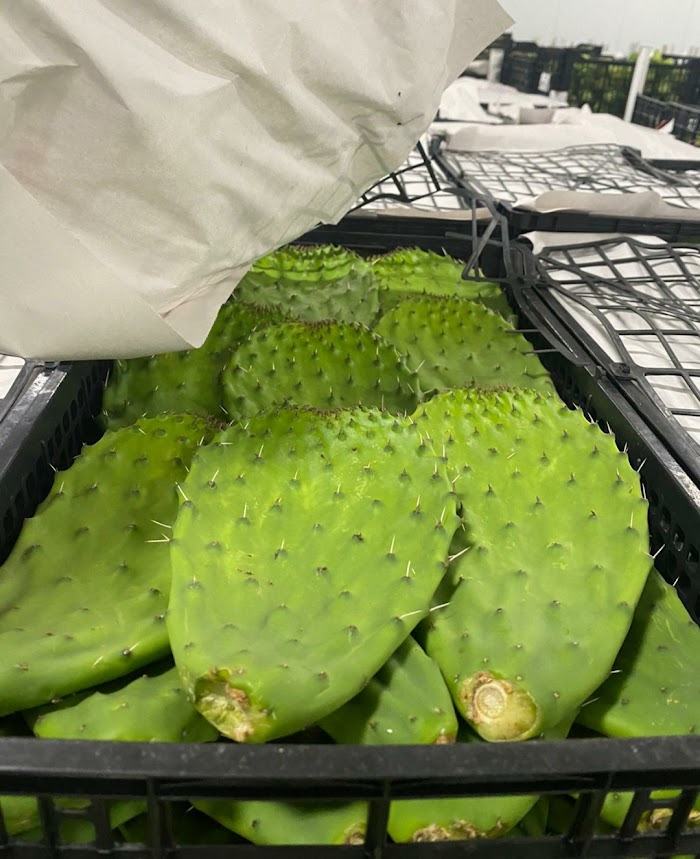 nopal